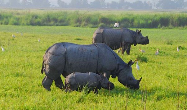 Ten facts about Kaziranga National Park, Assam ~ The Land of Wanderlust