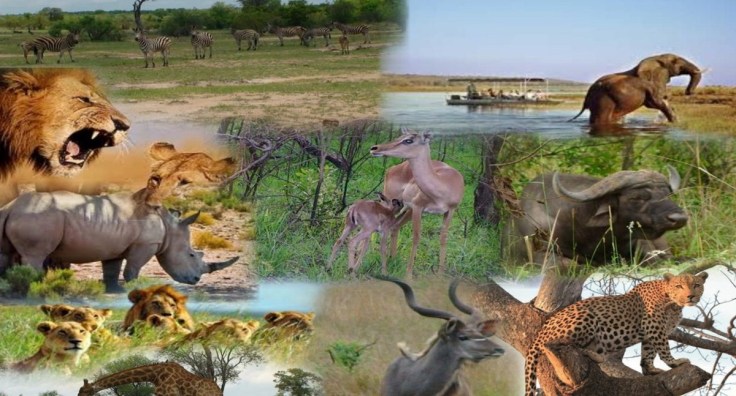 wild-animals-collage-10.jpg